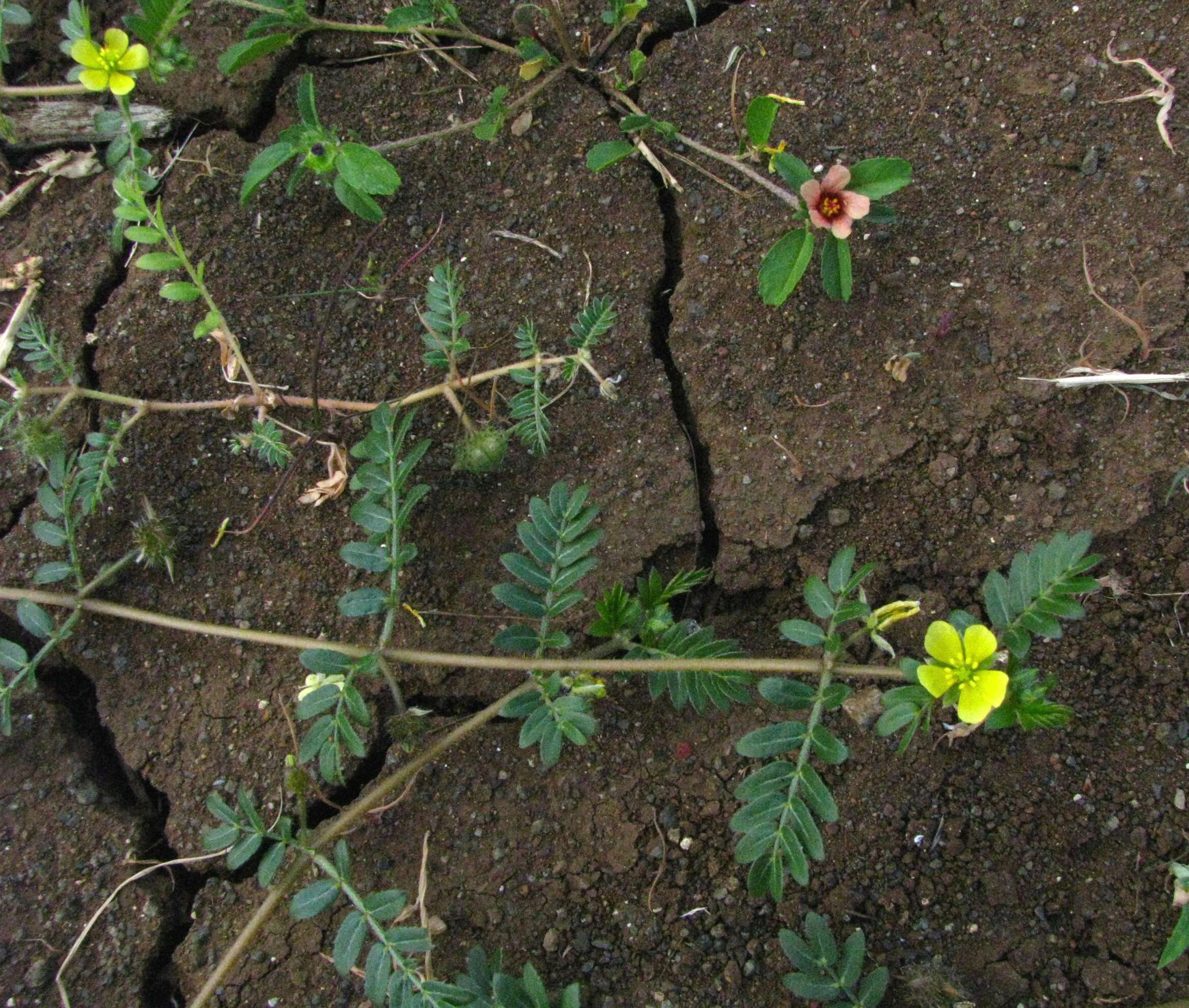 Image of puncture vine