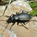 Image of Carabus (Orinocarabus) pedemontanus omensis (Born 1901)