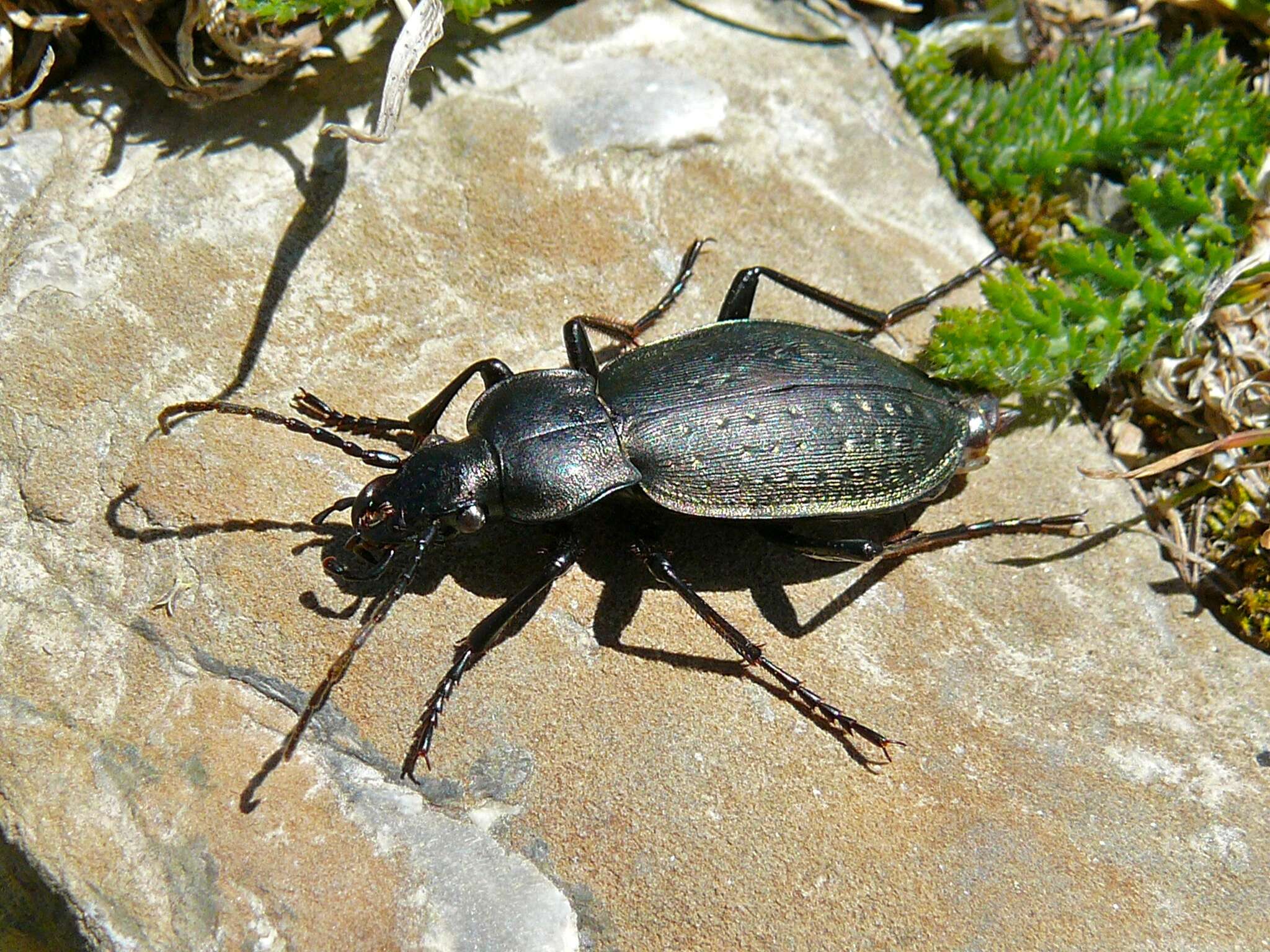 Слика од Carabus (Orinocarabus) pedemontanus Ganglbauer 1891