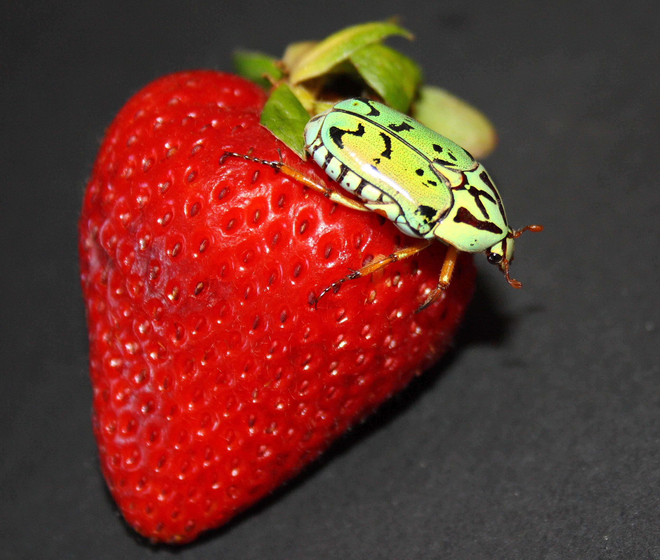 Image of flower chafers (beetles)