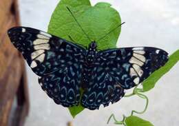 صورة Hamadryas amphinome Linnaeus 1767