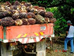 Image of oil palm