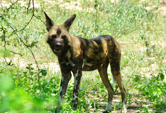 Imagem de Cão-caçador-africano