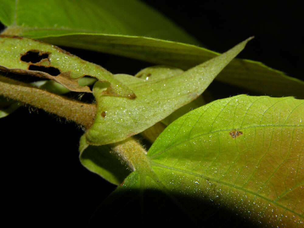 Image of Luehea seemannii Planch. & Triana