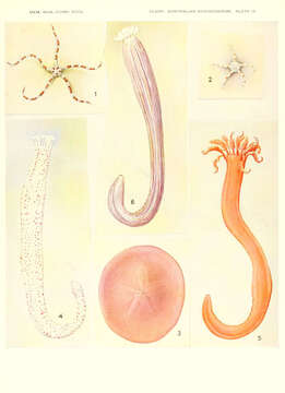 Image of Ophiarachnella gorgonia (Müller & Troschel 1842)