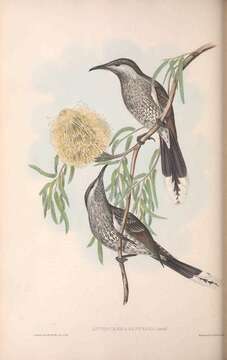 Image of Anthochaera Vigors & Horsfield 1827