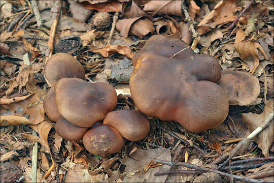 Lyophyllum decastes (Fr.) Singer 1951 resmi