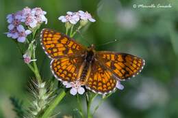 Image de Nymphalidae