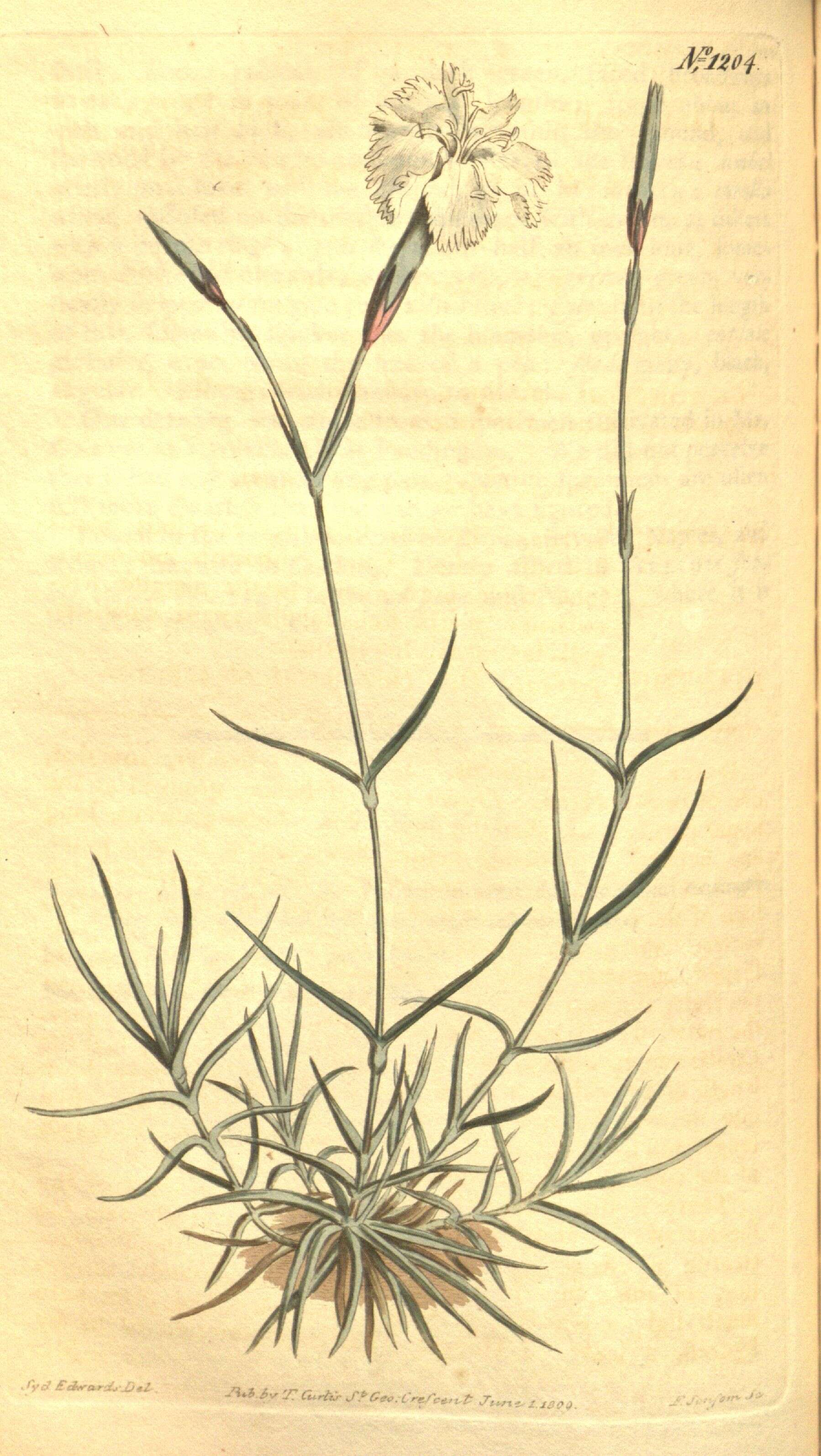 Image of Dianthus petraeus Waldst. & Kit.
