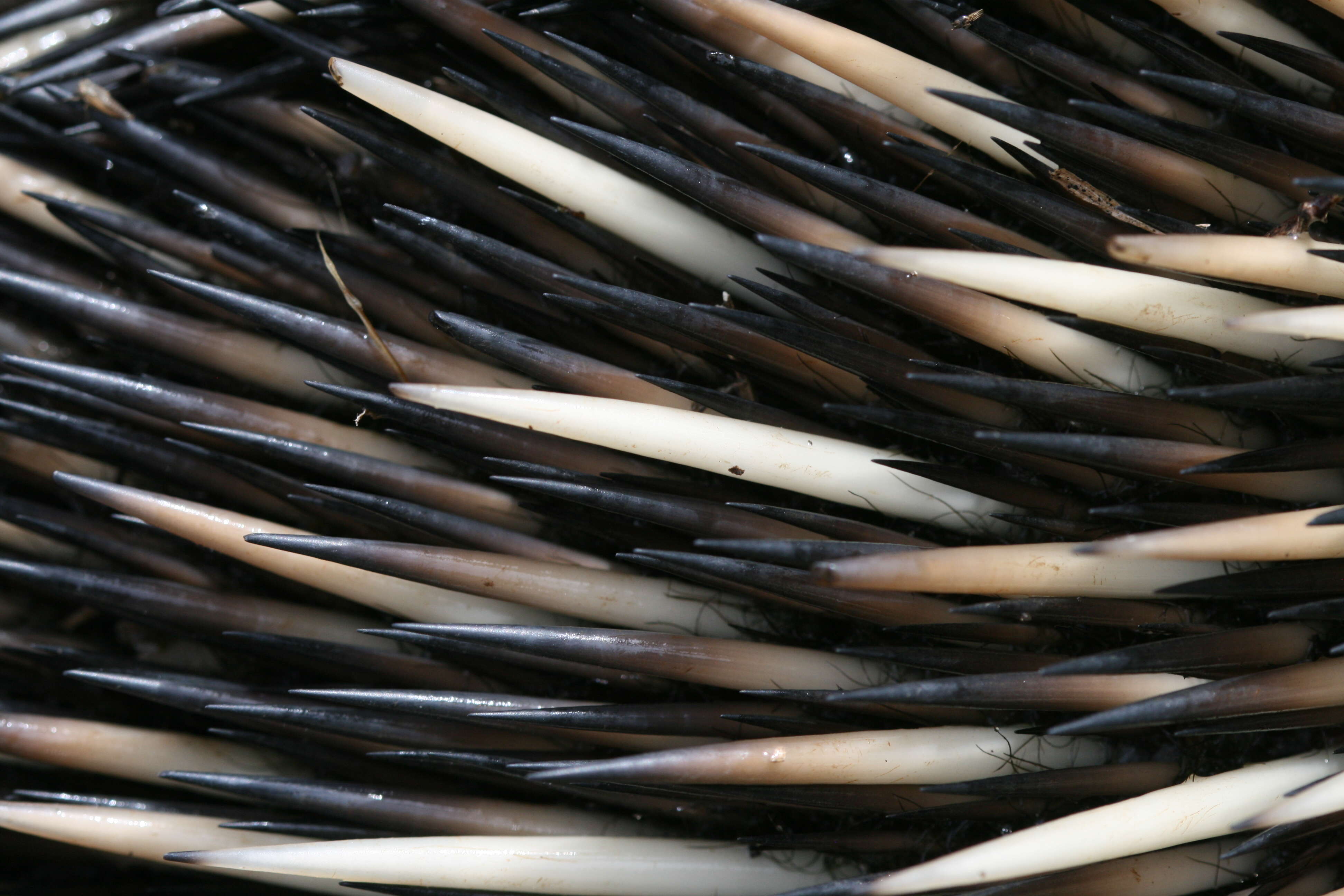 Image of Short-beaked Echidnas