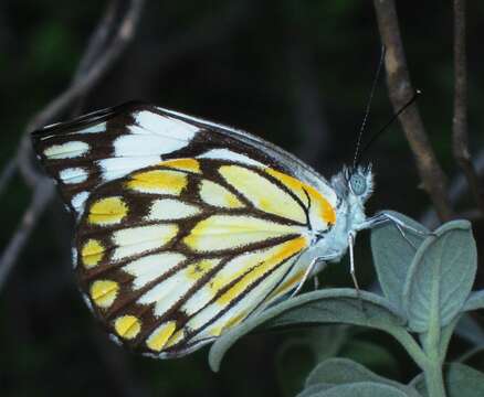 Image of Pioneer; Caper White