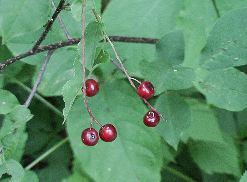 Image of Baneberry