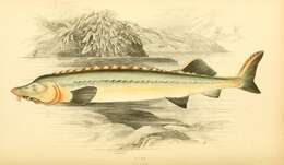 Image of beluga