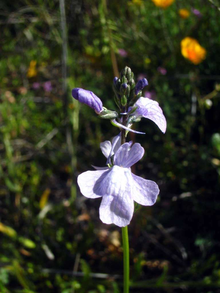 Image of toadflax