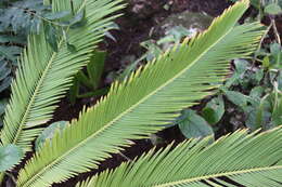 Image of Sago Palm