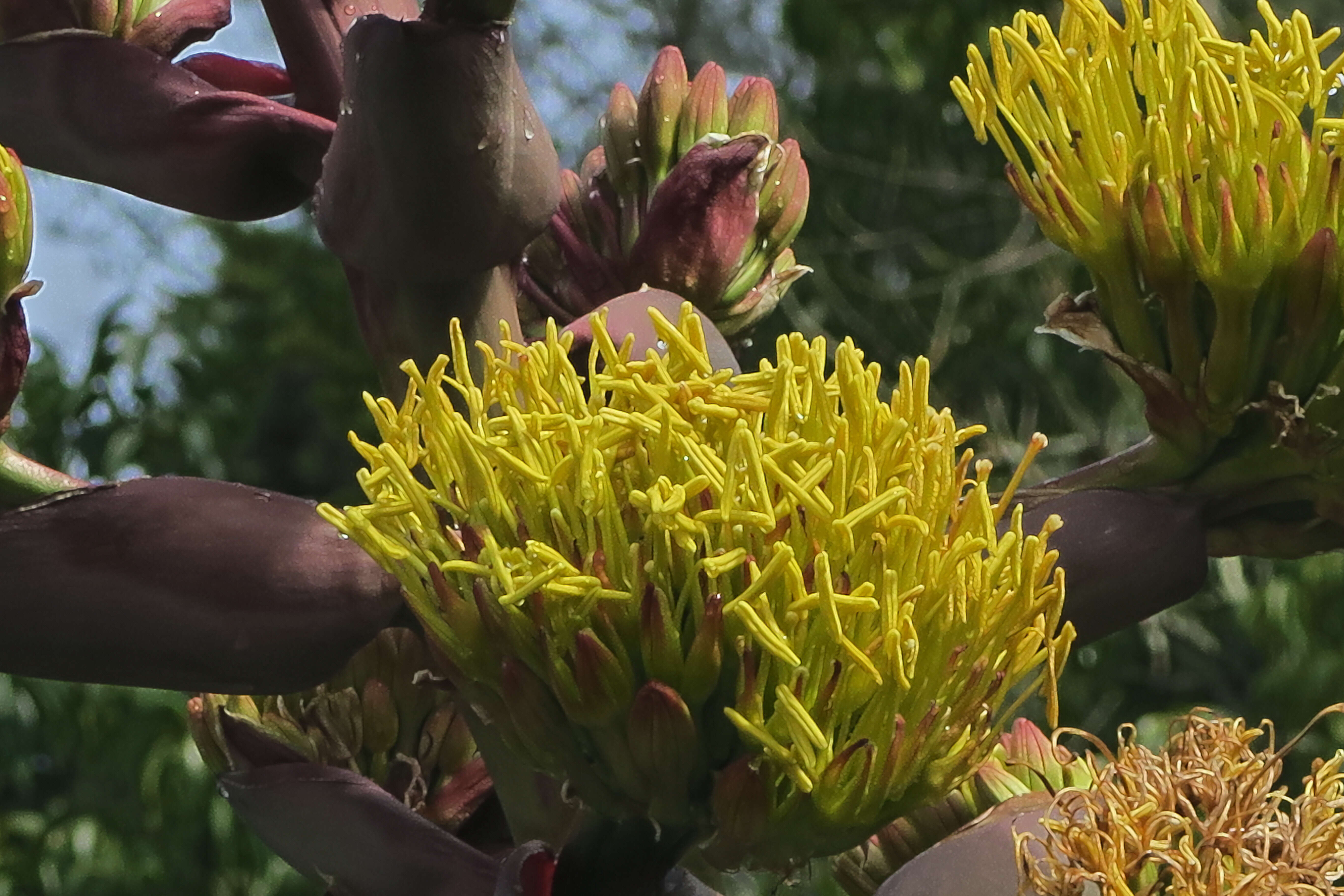 Image of coastal agave