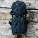 Image of Diabolical Ironclad Beetle