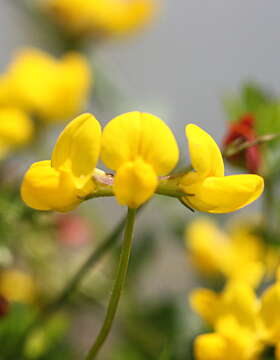 Image of Common Bird's-foot-trefoil