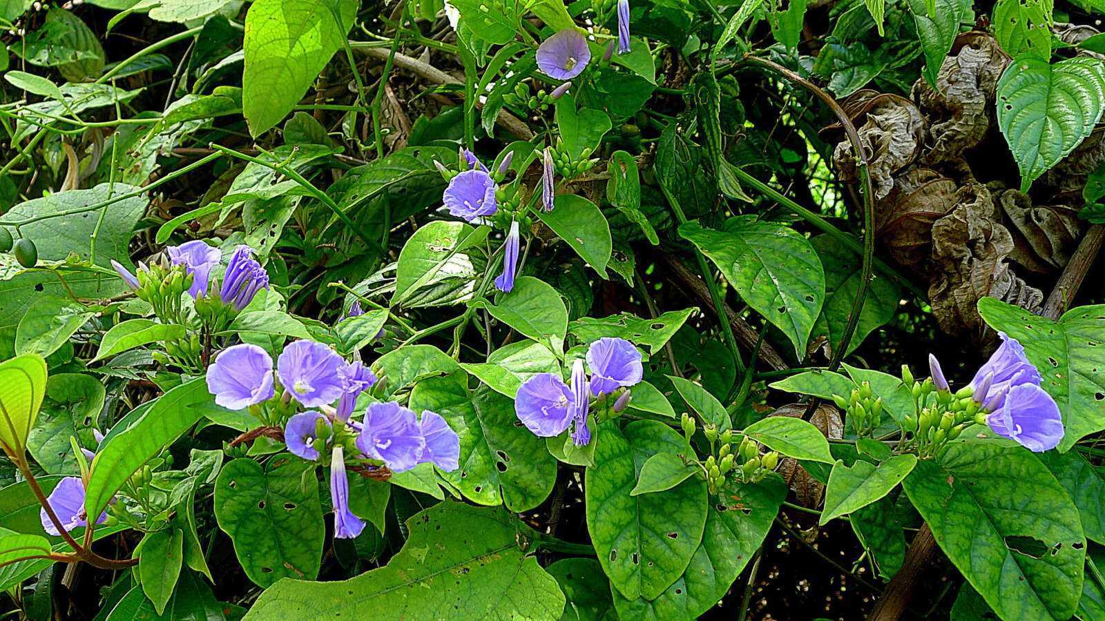 Image of Jacquemontia glaucescens Choisy