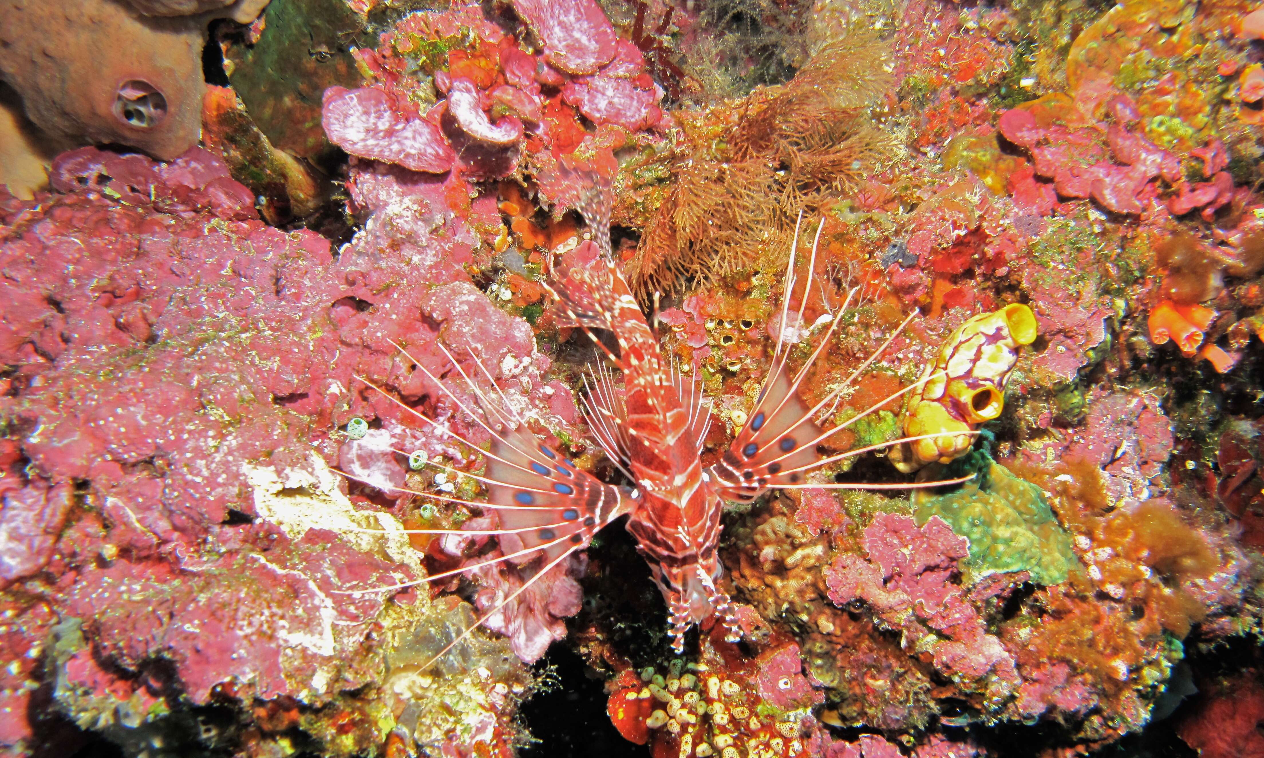 Image de poisson-scorpion à antennes