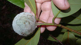 Image of Annona sylvatica A. St.-Hil.