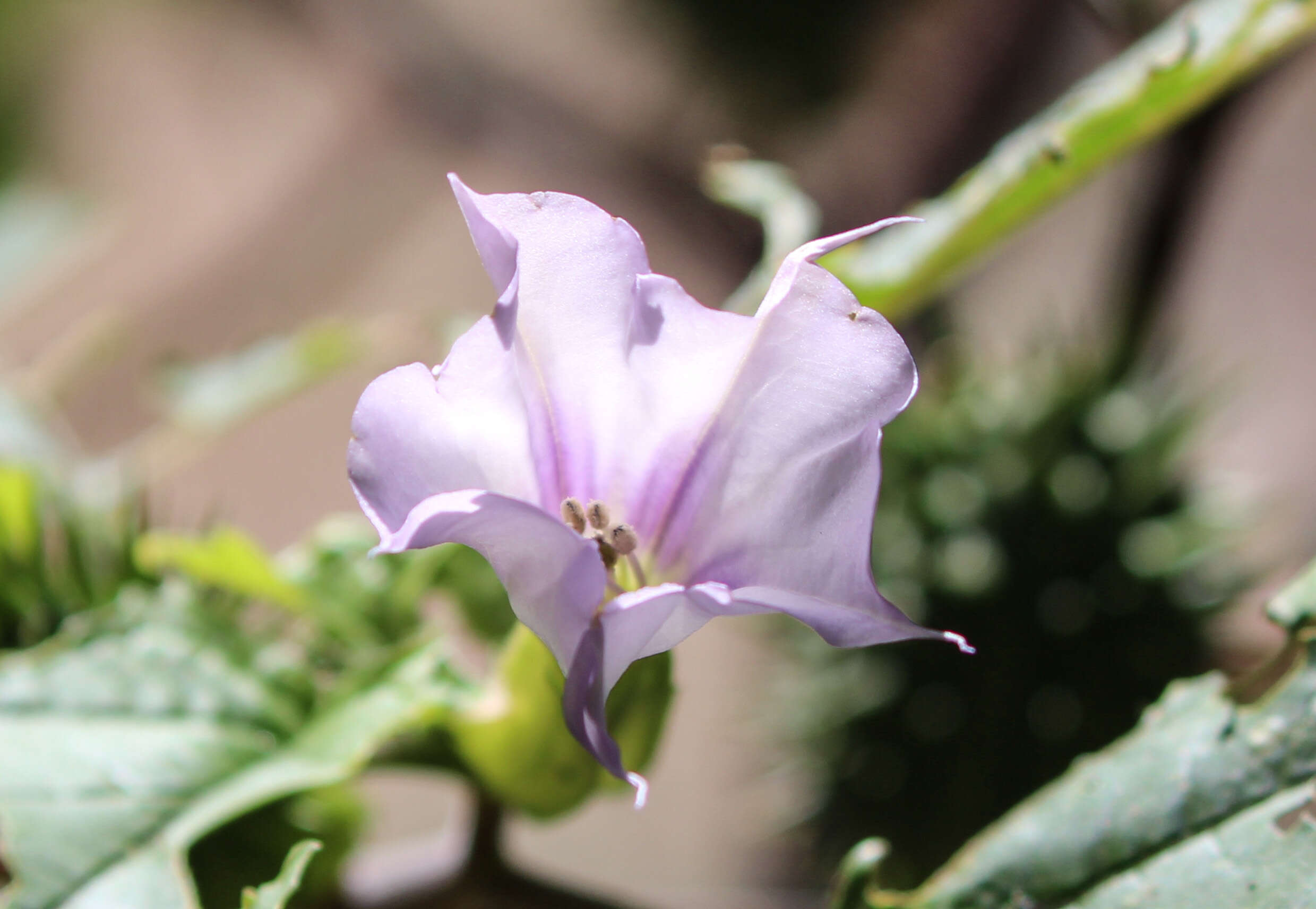 Image de Datura