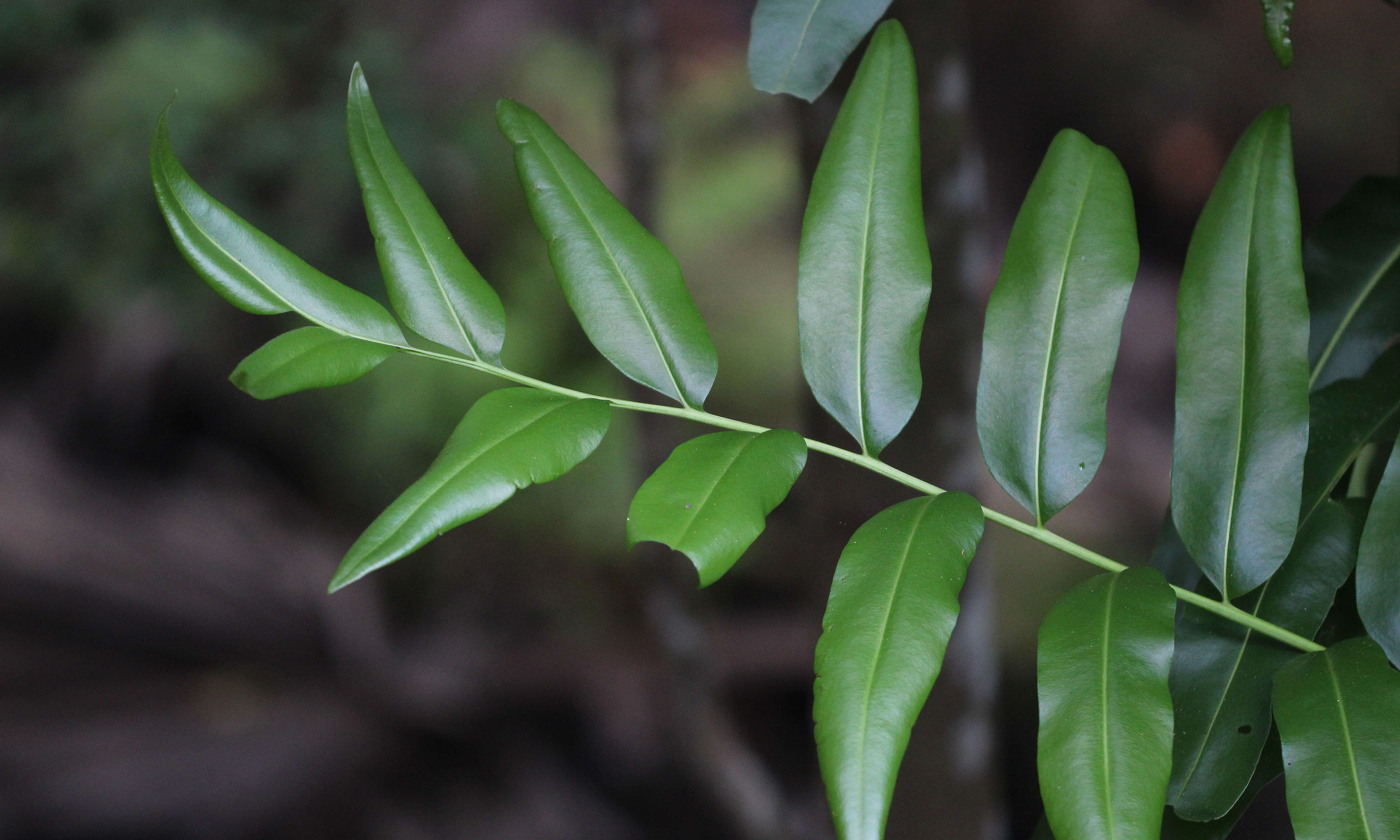 Image of giant leather fern