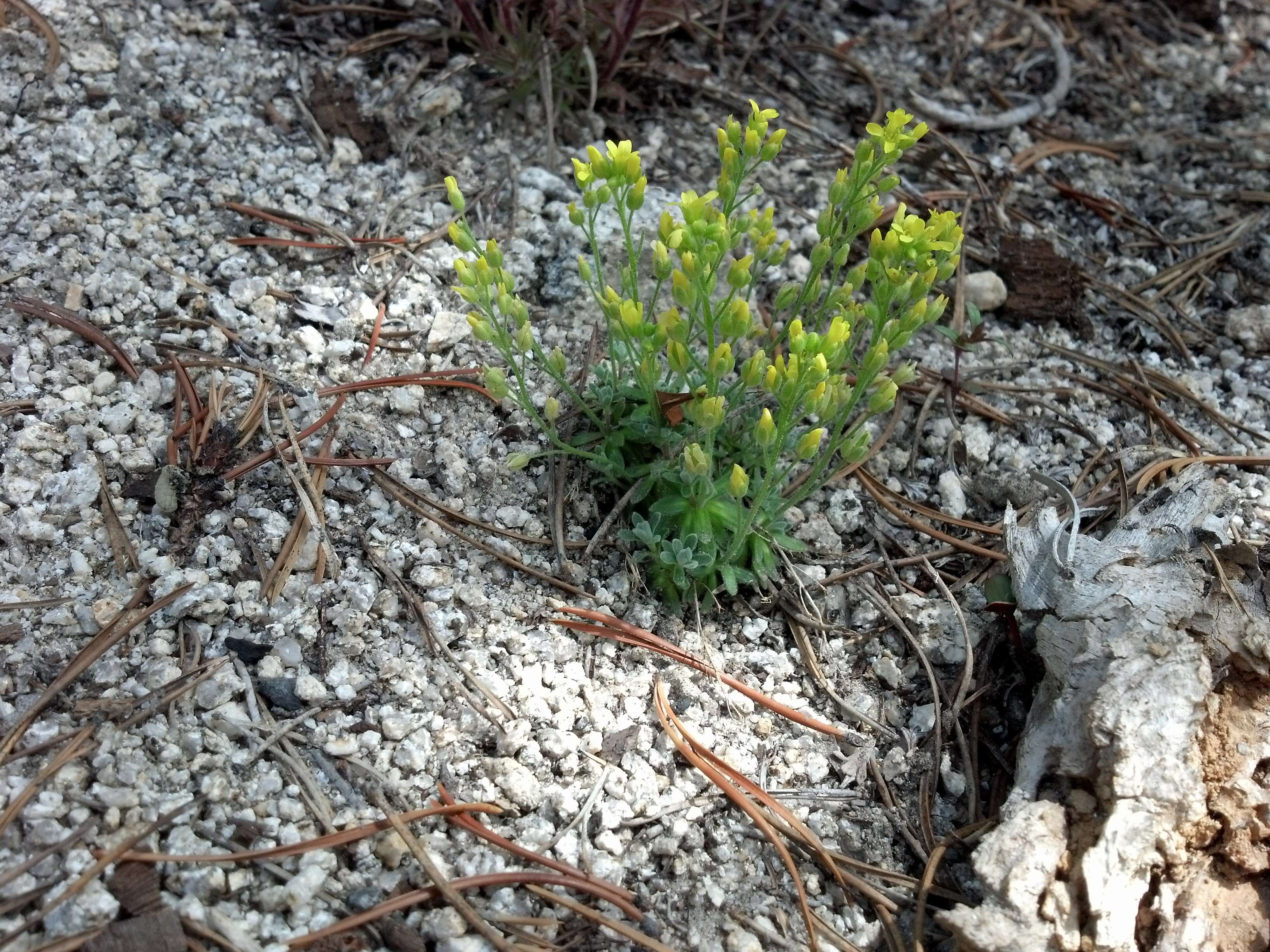 Image of globefruit draba