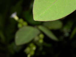 Image of Oxalis microcarpa Benth.