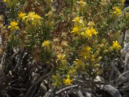 Image of goldenbush