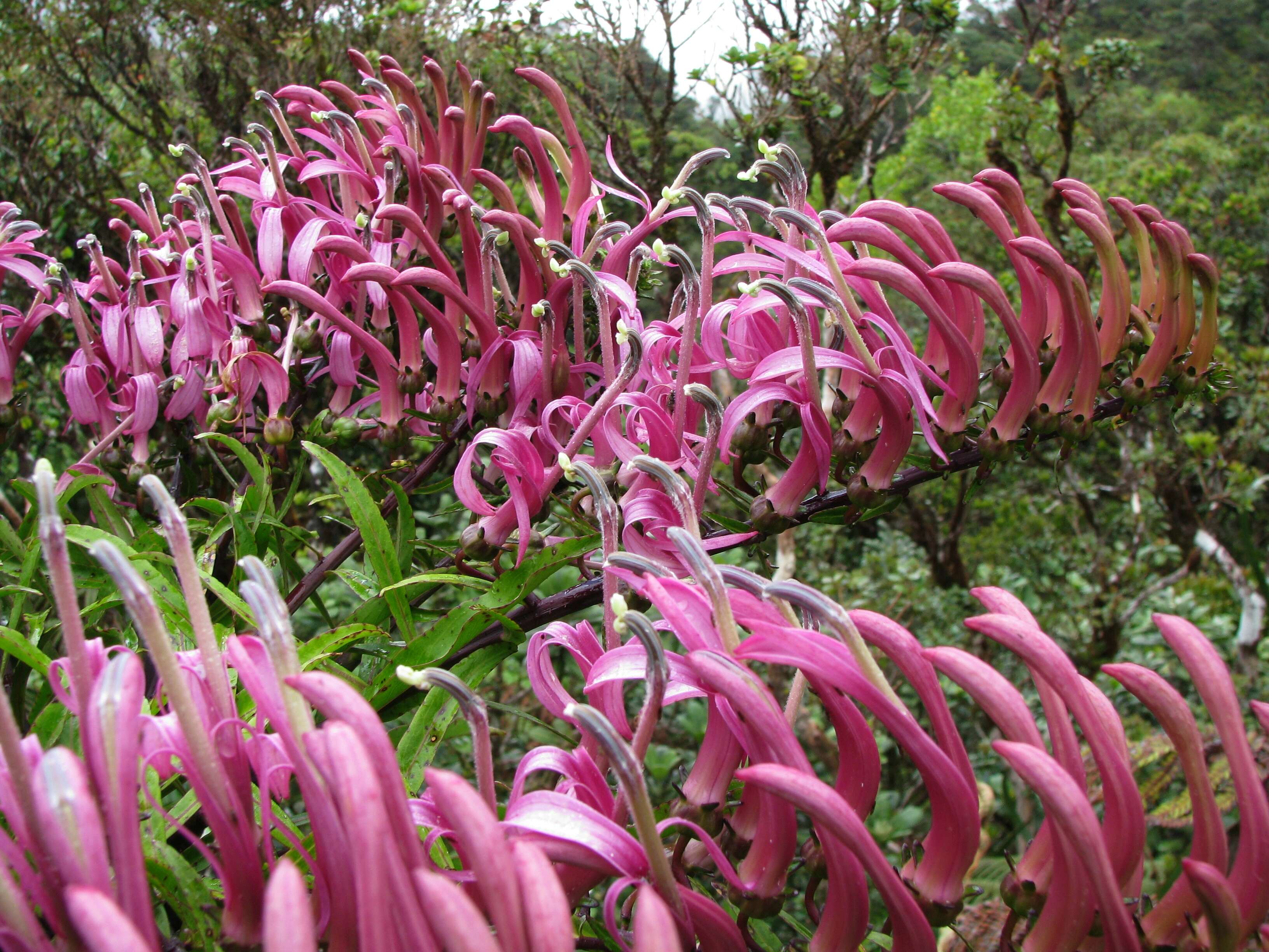 Image of false lobelia