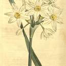 Image of Narcissus tazetta subsp. italicus (Ker Gawl.) Baker