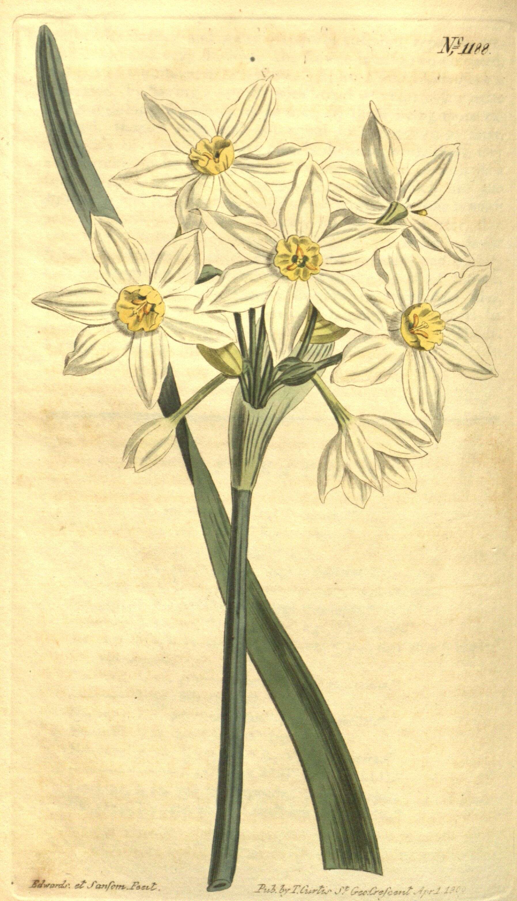 Image of cream narcissus