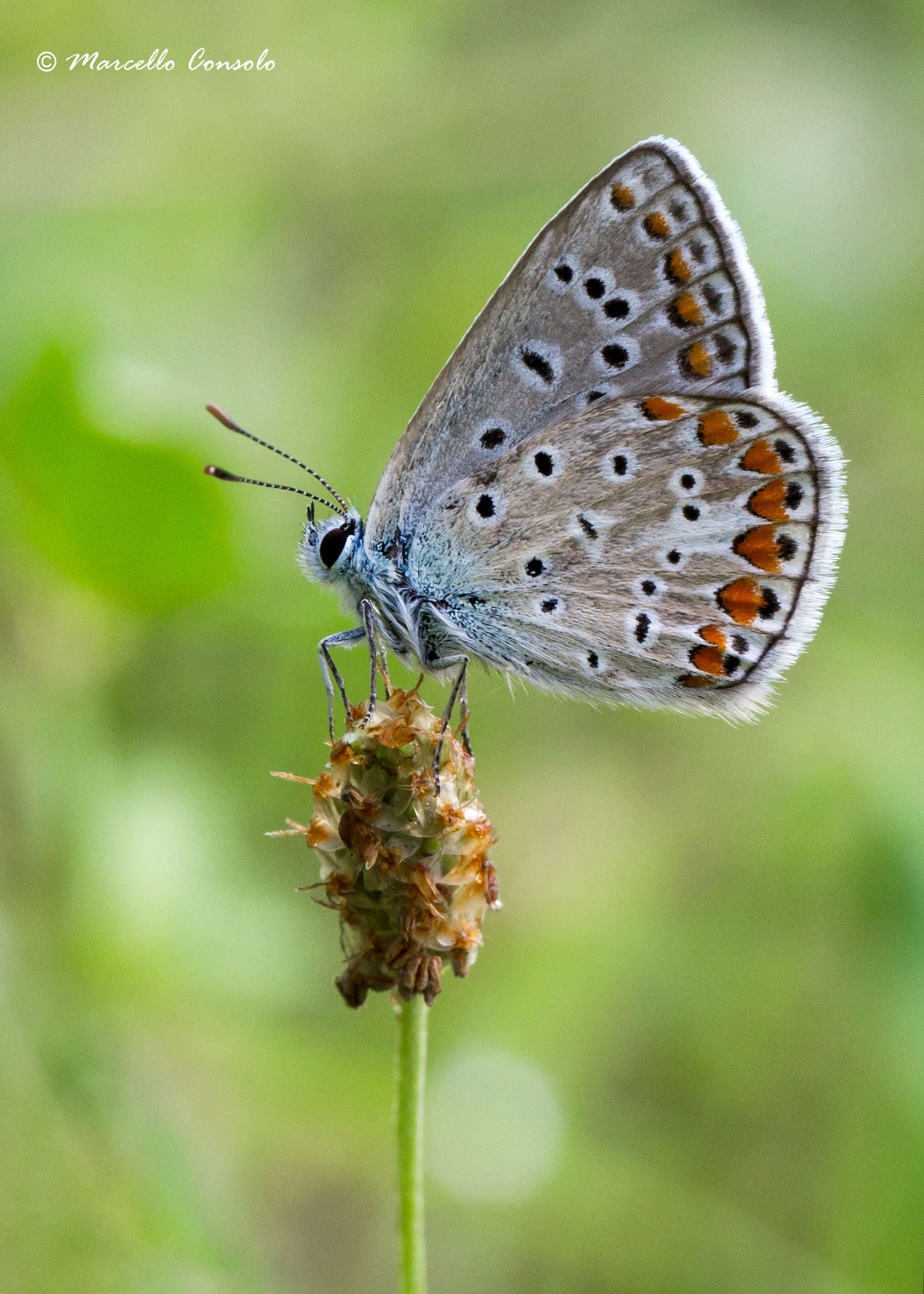 Image of Polyommatus