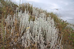 Image of Otanthus