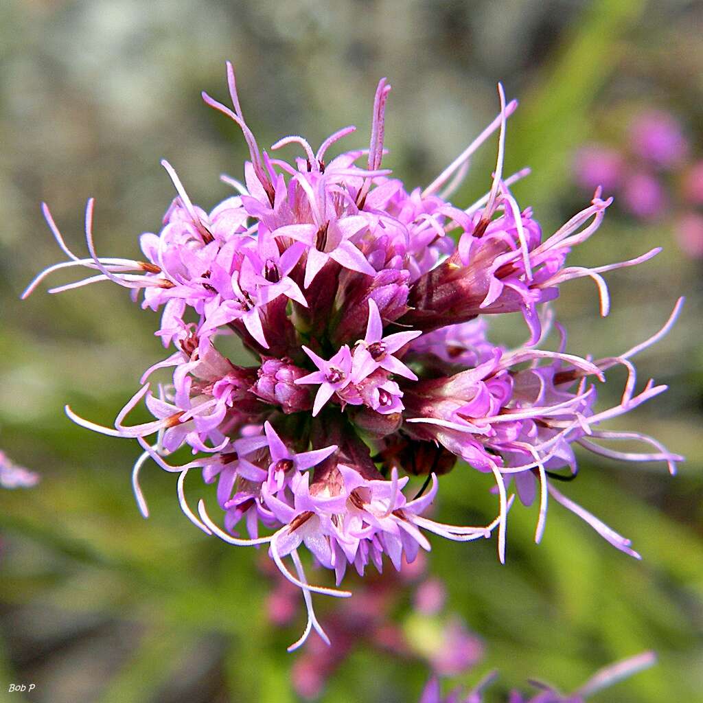 Слика од Liatris tenuifolia Nutt.