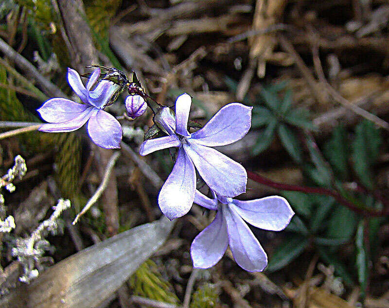 Image de Lobelia irasuensis Planch. & Oerst.