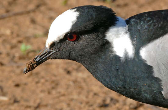 Image of Blacksmith Lapwing