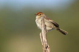 Imagem de Cisticola fulvicapilla (Vieillot 1817)