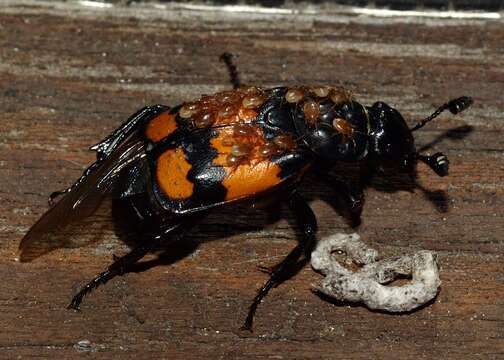 Image of Nicrophorus (Nicrophorus) investigator (Zetterstedt 1824)