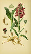 Image of Western Marsh-orchid