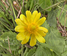 Image of autumn buttercup
