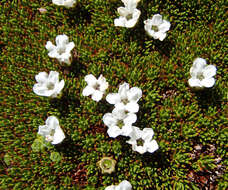 Image of Dracophyllum minimum F. Muell.