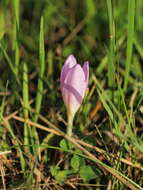 Image of Autumn crocus