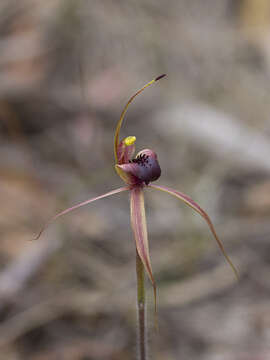 Caladenia clavigera A. Cunn. ex Lindl.的圖片