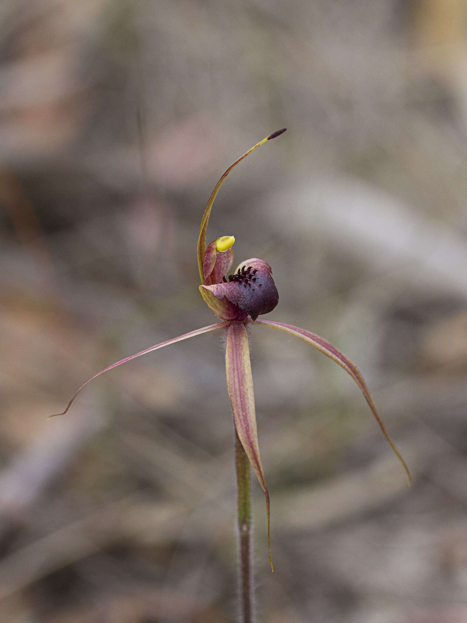 Image of Plain-lip spider orchid