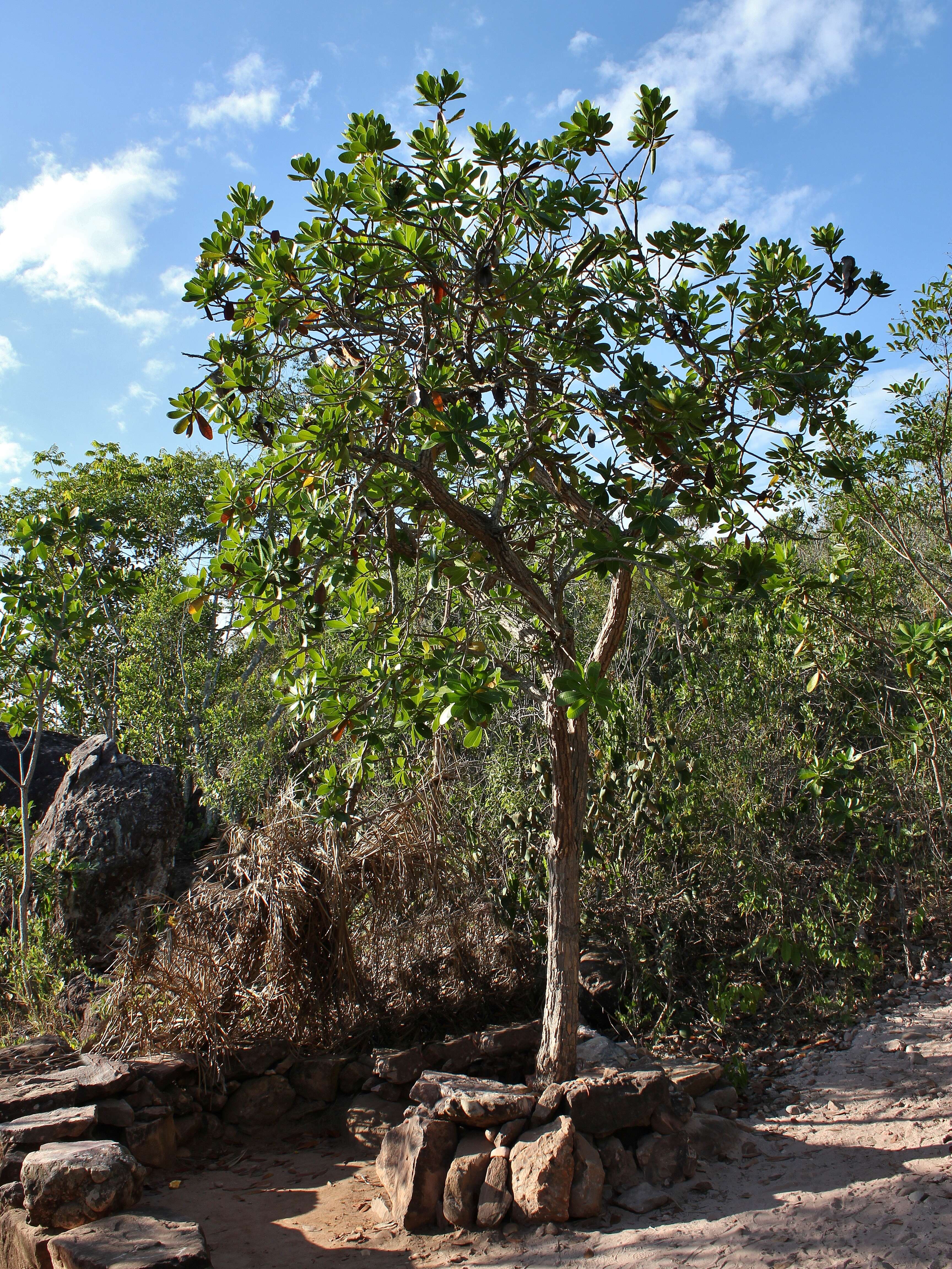 Imagem de Himatanthus bracteatus (A. DC.) R. E. Woodson