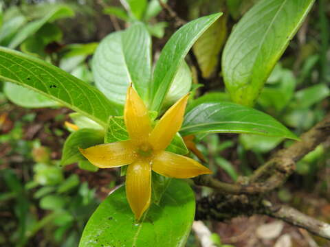 Image of Few-Flower Labordia