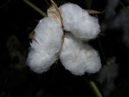 Image of upland cotton