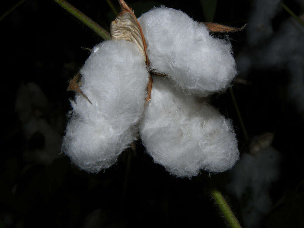 Image of cotton